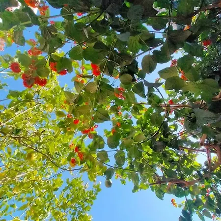 Cerca De La Playa, Con Bodega, Terraza Y Jardin Camino Portugues
